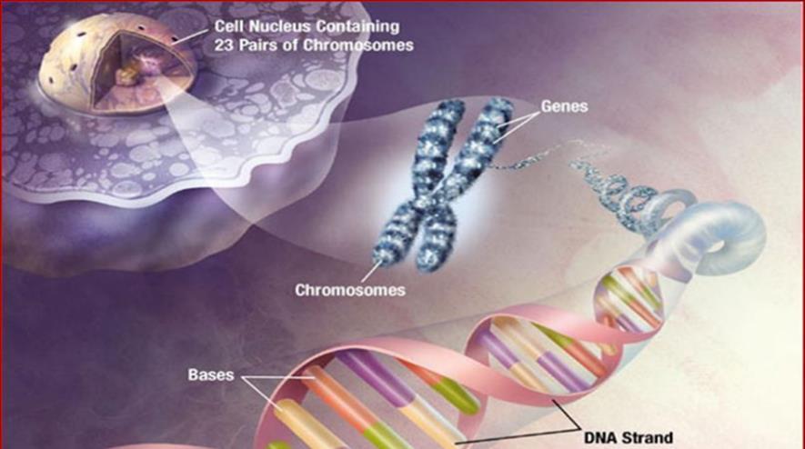 IL NUCLEO Può essere considerato il centro di comando da cui partono tutti gli ordini che regolano la vita della cellula.