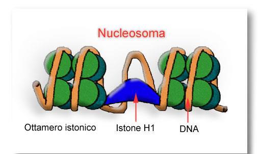 Nucleosoma Ciascun nucleosoma contiene una particella centrale (CORE) formata da 146 coppie