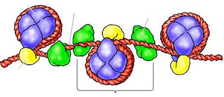 Cromatina e proteine non istoniche Il DNA è avvolto intorno agli istoni a formare i nucleosomi e sigillato dall istone H1.