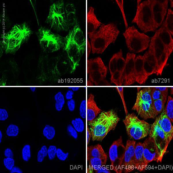 NUCLEO Organulo più ampio e facilmente evidenziabile all interno della cellula (DAPI) DAPI o