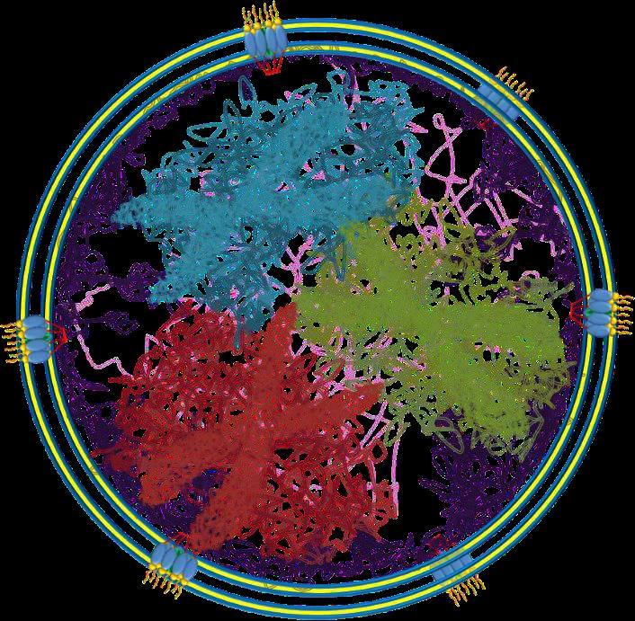 La cromatina si compatta in unità strutturali distinte, dette cromosomi organizzazione superelicoidale del DNA I cromosomi si rendono evidenti durante la mitosi (quando sono condensati).