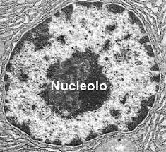 NUCLEOLO Il nucleolo è una regione del nucleo responsabile della sintesi dell'rna ribosomiale (rrna).