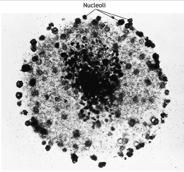 NUCLEOLO 1. Morfologia: variabile; struttura rotondeggiante od ovale. 2. Posizione: spesso attaccato alla membrana nucleare o comunque in posizione eccentrica rispetto al nucleo. 3.