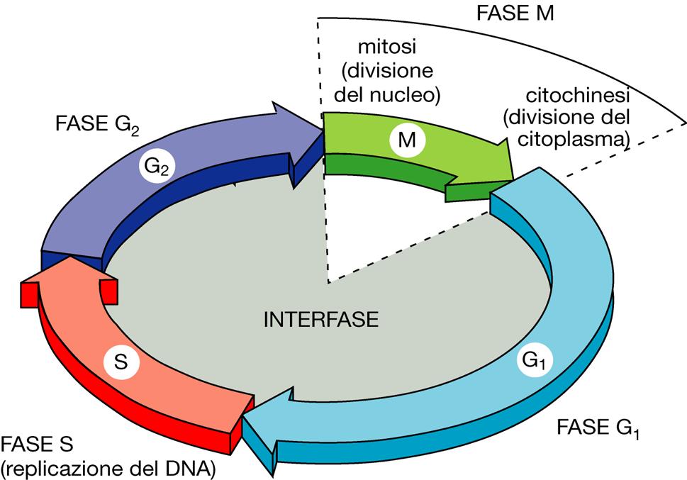 CICLO CELLULARE Il ciclo cellulare ha come scopo fondamentale la duplicazione del DNA contenuto nei cromosomi e la distribuzione precisa delle due copie in due cellule figlie identiche.