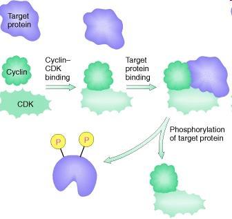 Meccanismo di azione delle cicline La ciclina si lega alla sua CDK specifica e la attiva Il complesso ciclina-cdk fosforila la proteina bersaglio La proteina bersaglio viene attivata dalla