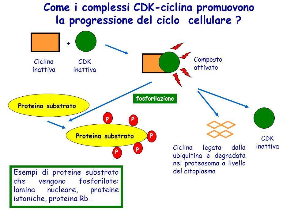 Come i complessi CDK-ciclina