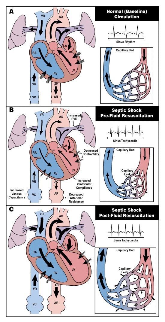 RIANIMAZIONE INIZIALE Figure B, page 948, reproduced with permission from