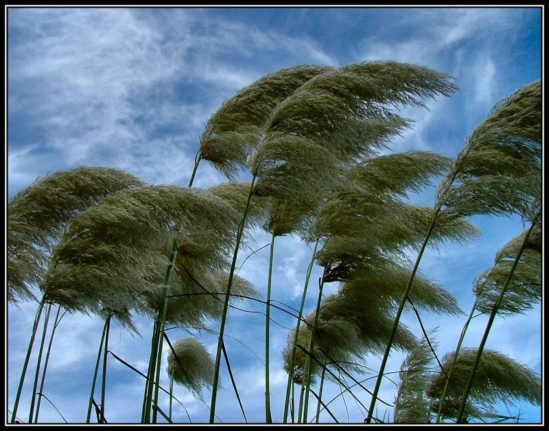 BIODIVERSITA ospitata.