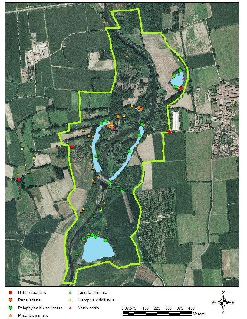 Specie presenti nell area di Palata Menasciutto Nome comune popolamento allegato direttiva Habitat Rospo smeraldino scarso IV Rana di