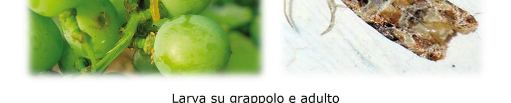 Escoriosi (Phomopsis viticola) Lo zolfo ed il rame utilizzati per la prevenzione di Peronospora e Oidio hanno efficacia anche per il contenimento di attacchi di Escoriosi.