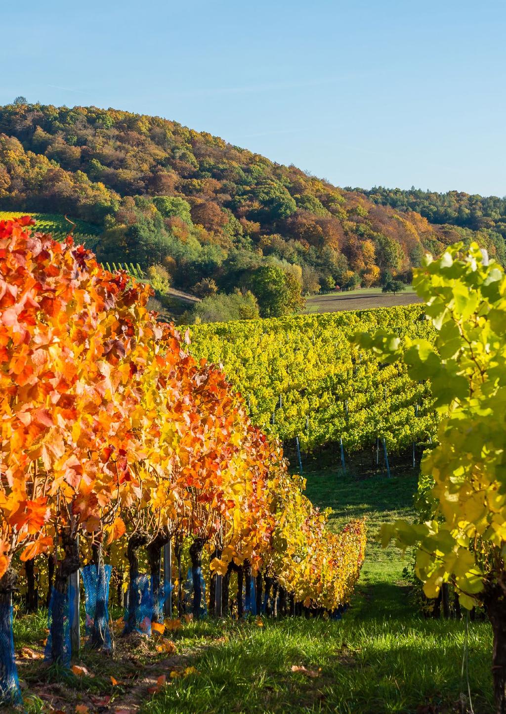 Un Vino frizzante elegante, ottenuto dal taglio di vini diversi provenienti da zone collinari tra le più vocate del