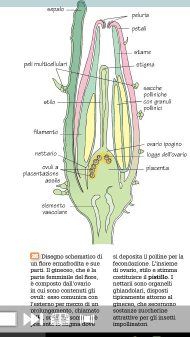 NEI NETTARI L ALTA QUANTITA DI ZUCCHERI è UN AMBIENTE FAVOREVOLE ALLO SVILUPPO DI BATTERI, IN CASO DI PIOGGIA