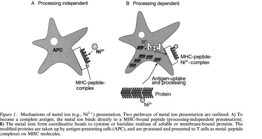 Meccanismo di presentazione del Nickel Il nickel è un metallo ampiamente presente in natura che deve legarsi a proteine per diventare immunogenico.