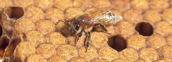 Un esempio è la gestione della varroa a tasso di crescita delle api b tasso di induzione delle api all'incontro c tasso di mortalità della varroa (efficacia prodotto) d tasso di aumento della varroa