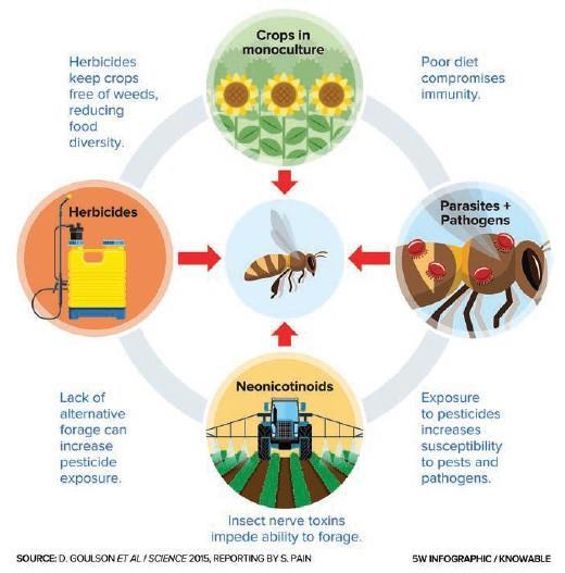 Lo scenario in cui si trovano le api: i fattori di stress Erbicidi lasciano le colture prive di erbacce riducendo la varietà di cibo Dieta povera compromette l immunità La carenza di