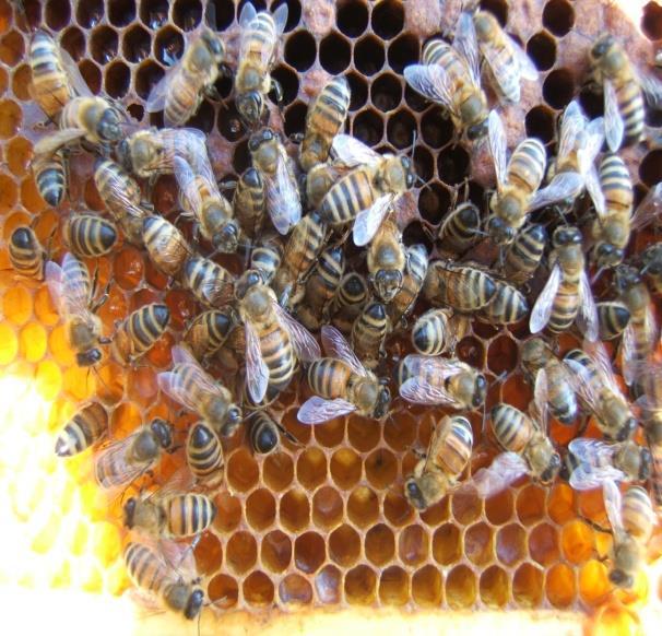 evidenziamo le leggi che governano l alveare In natura esistono molti insiemi viventi (formiche, termiti,api ) che