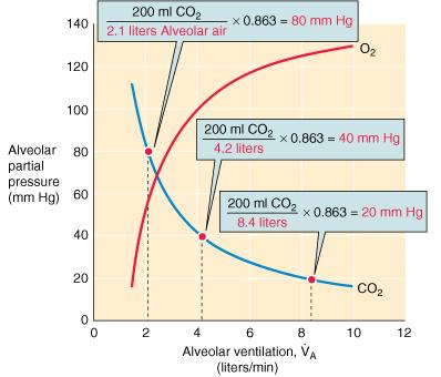 V A e composizione dell aria alveolare F A CO 2 /P A CO 2 sono inversamente proporzionali a V A F A O 2 /P A O 2 tendono a F I O 2 / P I O 2 per V A che tende