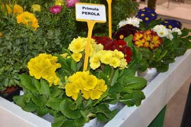 Un altra interessante novità di quest anno è la varietà a fiore grande di colore nero. Solitamente i neri hanno piante abbastanza brutte mentre questa varietà ha un bel portamento.