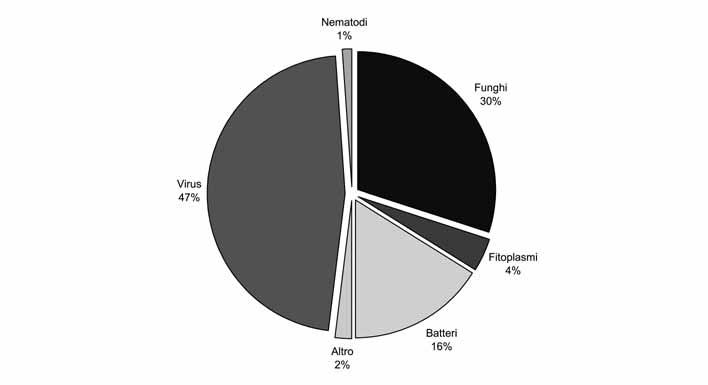 30 Maurizio Vurro et al. Fig. 1 Principali agenti patogeni responsabili di fitopatie emergenti, e relativa frequenza (adattato da Anderson et al.