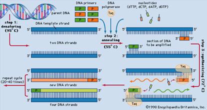 inclusa, nel 2008, tra le 5 revolufonary minds dalla rivista americana Seed: la doyoressa Ilaria Capua, direyore per la Ricerca e lo Sviluppo dell IsXtuto Zooprofilakco Sperimentale delle Venezie che