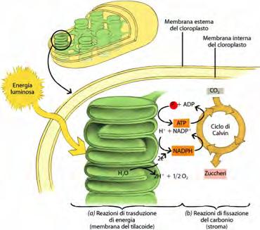FOTOSINTESI Fase oscura L'energia chimica accumulata per conversione dell'energia luminosa viene successivamente utilizzata per fissare