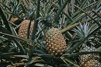 (Membriathemum nodiflorum) Ananas (Ananas