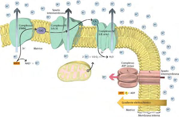 Respirazione Sintesi chemiosmotica dell ATP nel mitocondrio Catena di trasporto degli elettroni