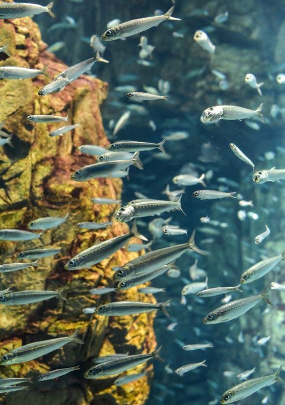 OLIO DI SARDINA PURO AL 100% Non testato sugli animali