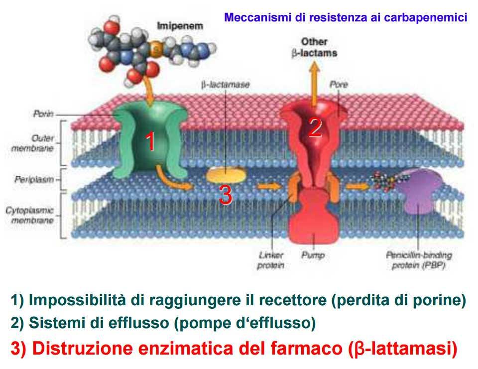 Carbapenemasi e altri