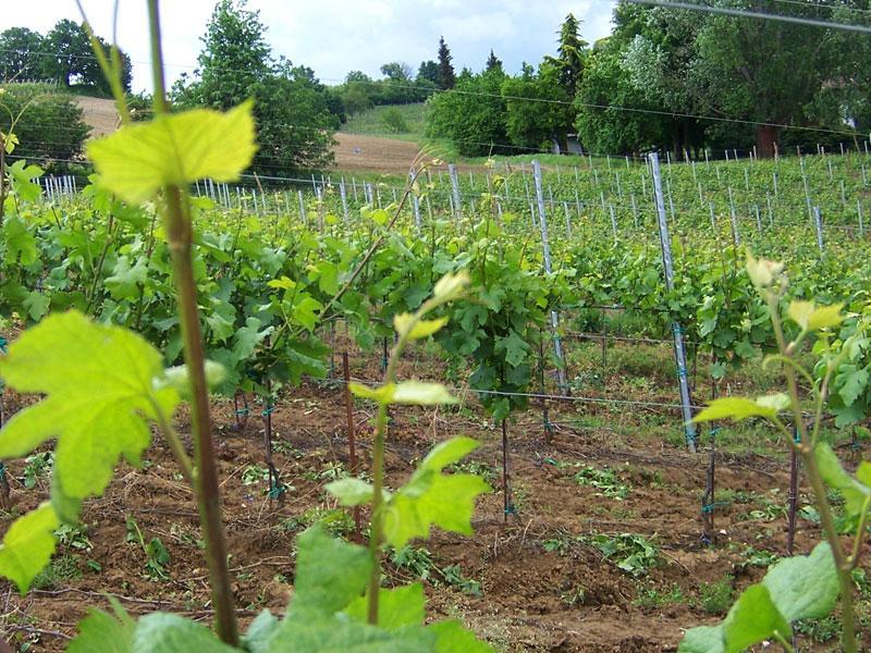 Una storia di famiglia Un attività fondata e cresciuta sul rispetto del territorio e sul valore della tradizione L azienda, fondata agli inizi del 900 da nonno Rebollini, coltiva da decenni i propri