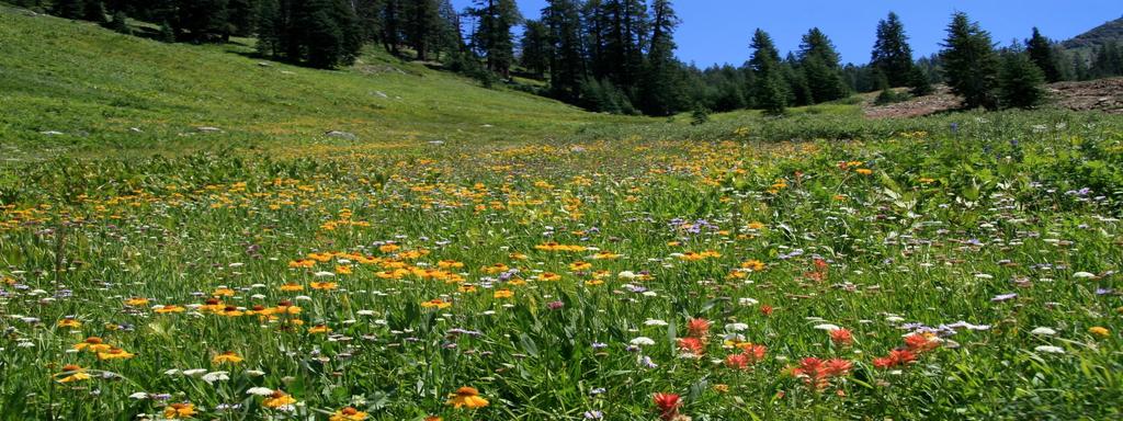 I Prati fioriti Ricadute sul territorio: Incremento della biodiversità vegetale e animale; Incremento turismo naturalistico (attività di