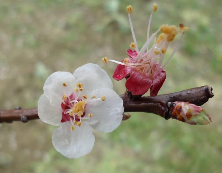 Famiglia: Rosaceae Genere: Prunus Specie: Prunus armeniaca L.