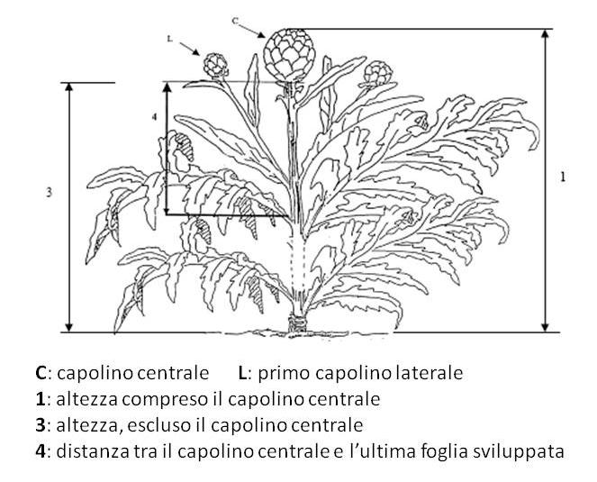 45 DESCRIZIONE MORFOLOGICA (* descrittori minimi obbligatori) PIANTA. Osservazioni su almeno 10 piante.