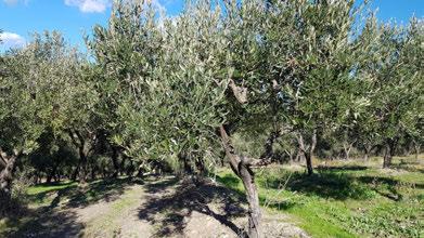 Sostituire i vecchi impianti debilitati. Preferire l allevamento monocaule. Effettuare un idonea sistemazione del terreno. Durante la potatura eliminare col fuoco le parti infette.