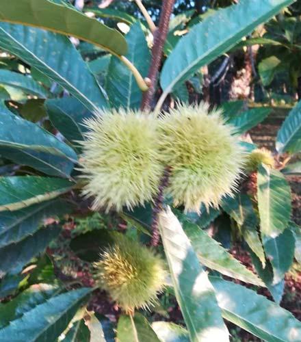 1 Roccamonfi na Padula Vicario Ida napoletan a Raccolta Presenza di cinipide su tutta la superficie.