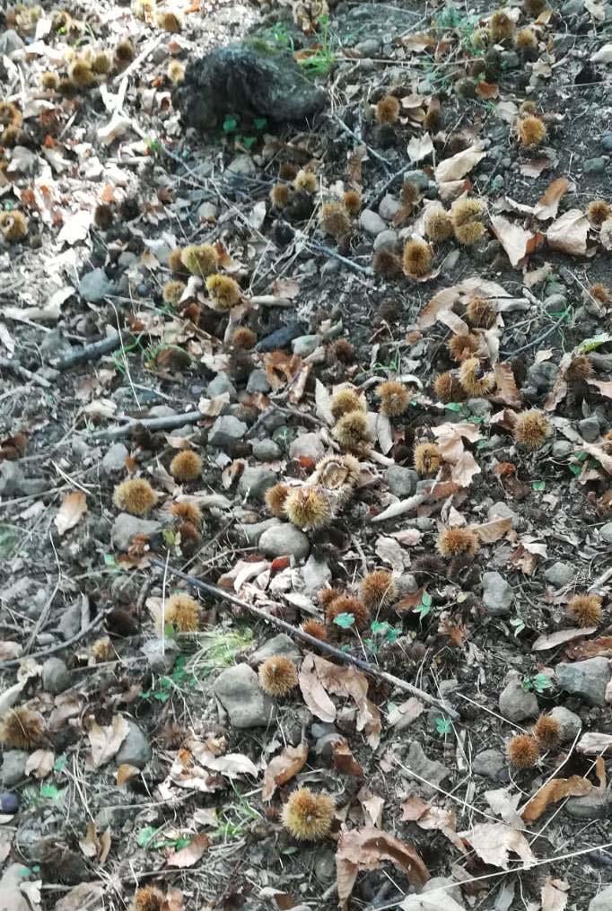 Cascola ricci dovuta ad attacco di Cidia Seccume fogliare o fersa (mycospharella maculiformis): intervenire solo in caso di gravi infezioni a fine estate