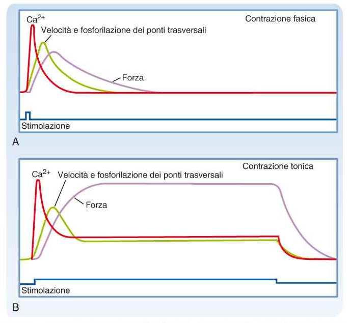 A: Contrazione fasica. Stimolazione breve: aumento Ca 2+ + fosforilazione dei ponti trasversali che iniziano i loro cicli producendo una contrazione fasica simile ad una scossa.