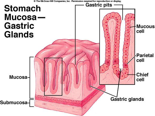 Stomaco: Nomenclatura dei distretti gastrici Stomaco: