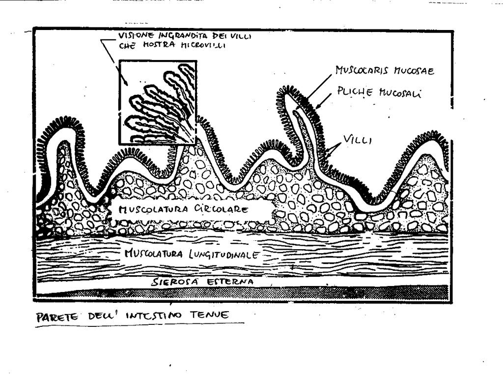 Intestino