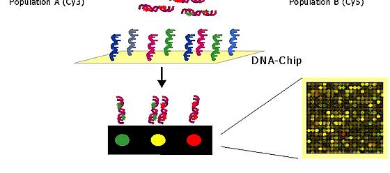 MESSA A PUNTO DI UN SISTEMA INNOVATIVO BASATO SULLA TECNOLOGIA MICROARRAY PER L IDENTIFICAZIONE DEI PRINCIPALI ORGANISMI RESPONSABILI DELLE MALATTIE DEL VINO Estrazione del DNA microbico direttamente