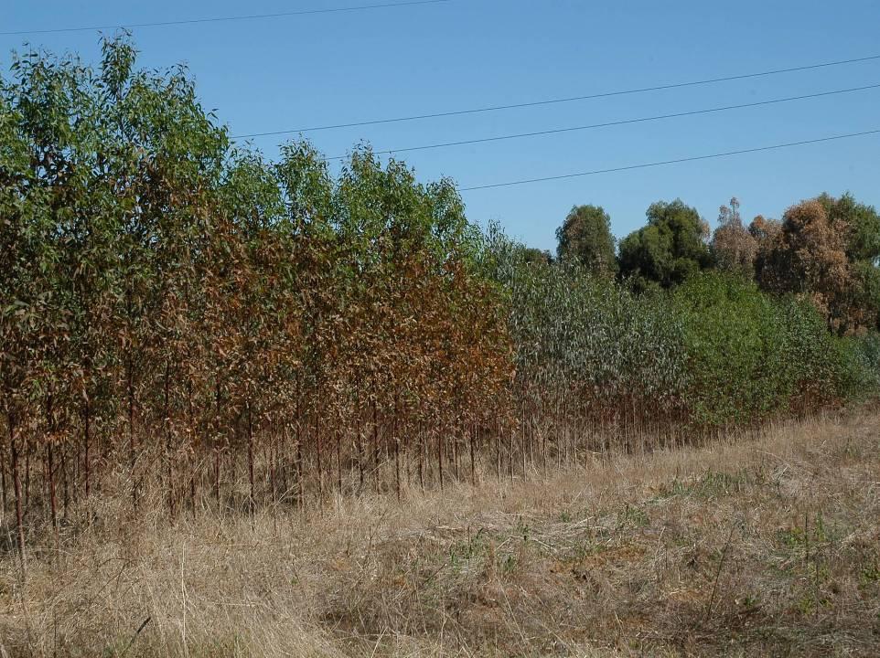 Eucalitto: Ophelimus maskelli Presenza di variabilità nel comportamento E.