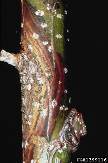 Danni al fusto: le malattie Pioppo Discosporium populeum Cytospora