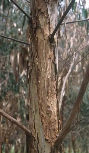 Eucalyptus globulus SUSC.