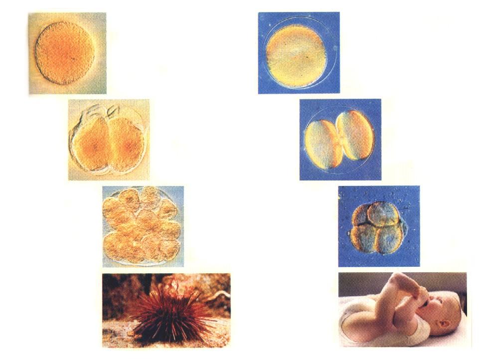 INFORMAZIONI ISTRUZIONI CONSERVATE TRASMESSE Simiglianze notevoli nello sviluppo nei primi stadi Come è organizzata l INFORMAZIONE BIOLOGICA?