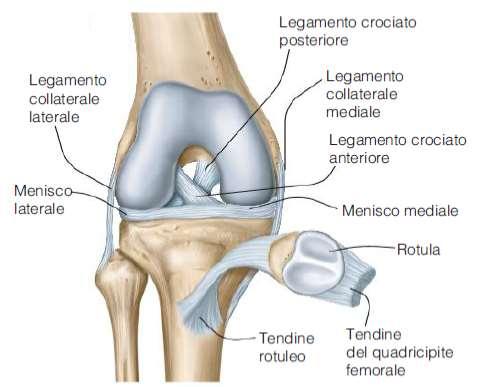 Le articolazioni: classificazione strutturale e funzionale Un articolazione sinoviale e diartrosi (ginocchio) Legamenti, uniscono saldamente due segmenti ossei 2 Menischi: Strutture fibrocartilaginee