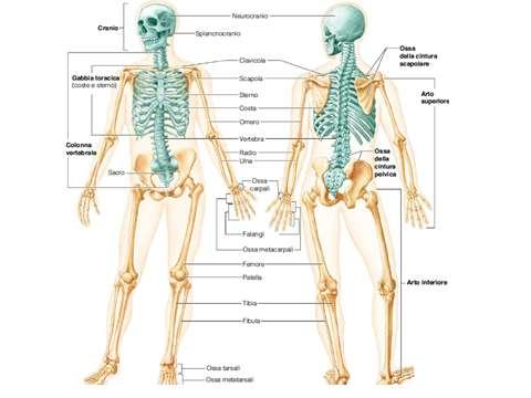 SUDDIVISIONE DELLO SCHELETRO IN DUE PARTI: lo scheletro assile, costituito dalle ossa che formano l asse longitudinale del corpo, cioè le ossa del cranio, della colonna vertebrale e della gabbia