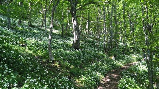 Domenica 28 giugno Monte Cucco, per boschi, valli e torrenti La Madre dei Faggi, Il Rio Freddo e la Valle di san Pietro Descrizione: Escursione facile, lunghezza 6 km circa, percorso ad anello,