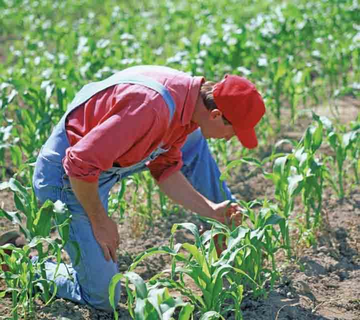 La scelta degli agrofarmaci più efficaci Un programma di protezione completo, basato su agrofarmaci innovativi, che parte dalla concia del seme e si conclude con la protezione della spiga, con l