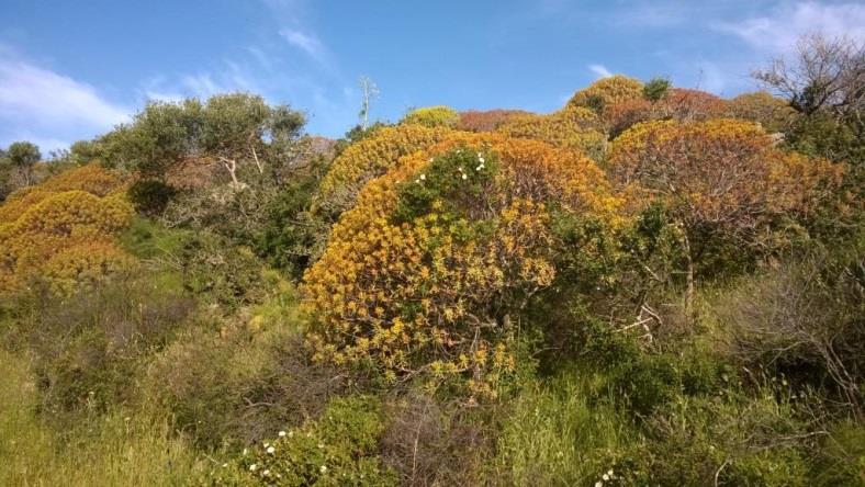 Piano di riduzione degli ibridi di cinghiale e delle capre rinselvatichite nel Parco Nazionale Isola Asinara SINTESI ATTIVITÀ DI CATTURA 2015-2016 Sull isola Asinara, con la dismissione del carcere