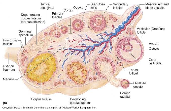 Menopausa precoce Irregolarità del ciclo mestruale prima dei 40 anni, non dovuto a stress psico-fisico, associata